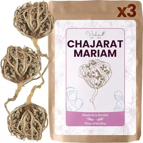 Rose von Jericho virhea Echte, Chajarat Mariam