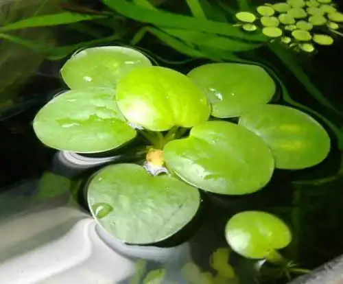Froschbiss Aquarium Plants / Limnobium laevigatum – 2,5 cm, 7 Stück