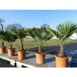 Palme gruenwaren jakubik Hanf ‘M’ Trachycarpus fortunei