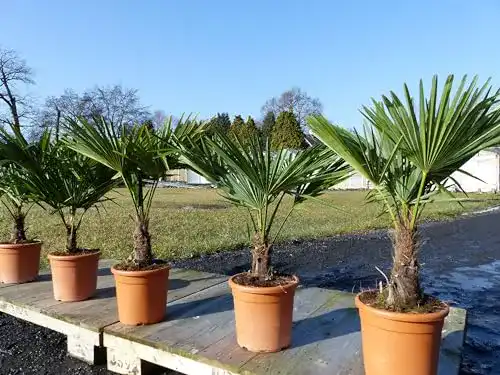 Palme gruenwaren jakubik Hanf ‘M’ Trachycarpus fortunei