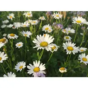 Margeritensamen LaCaTho deutsche Wiesen-Margerite Samen