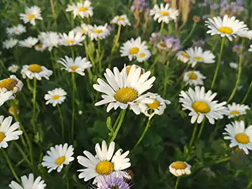 Die beste Margeritensamen LaCaTho deutsche Wiesen-Margerite Samen 2026 Test Bestseller Margeritensamen LaCaTho deutsche Wiesen-Margerite Samen