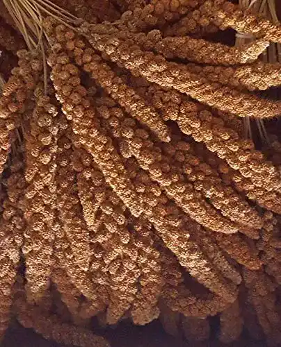 Kolbenhirse Eurital 5 kg rot, für Vögel und Hühner