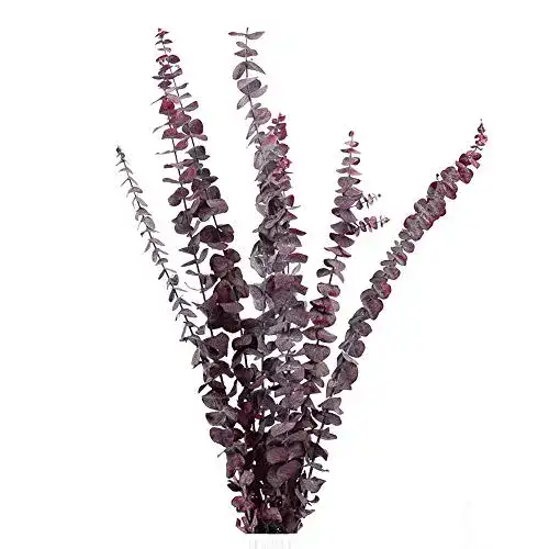 Eukalyptus getrocknet KØZY LIVING echt, 10 Zweige, 55 cm Länge