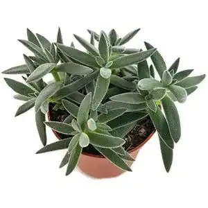 Crassula Fangblatt, mesembryanthemoides, silbrig, behaart