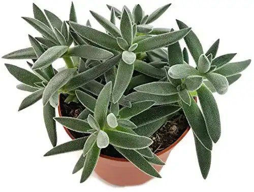 Crassula Fangblatt, mesembryanthemoides, silbrig, behaart