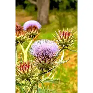 Artischocken-Samen Seedeo ® Wilde Artischocke/Cardy
