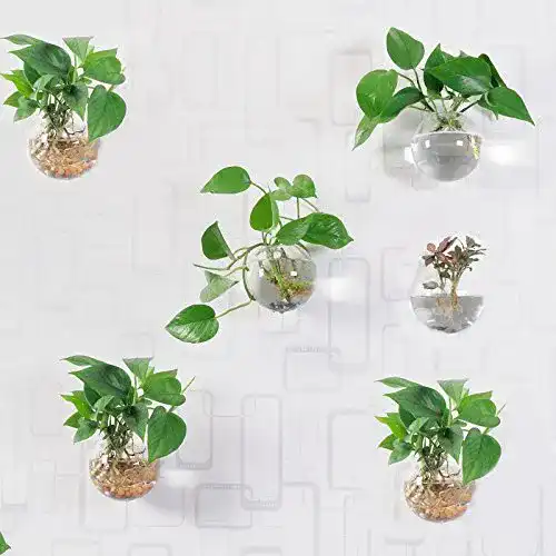 Pflanzen-Terrarium Beau Garden Pflanzengefäße zur Wandmontage