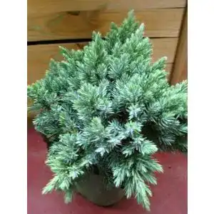 Wacholder-Pflanze Plantenwelt blauer Zwerg Wacholder
