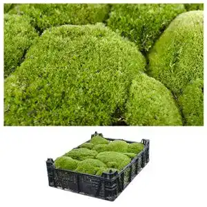 Moos Interflowers GmbH 1 Kiste Echt, Bollen, Natur Deko