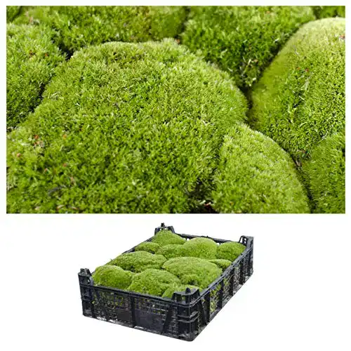 Moos Interflowers GmbH 1 Kiste Echt, Bollen, Natur Deko