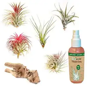 Tillandsien Ecoworld Tillandsia 5 Stück + Holz & Luftpflanzen