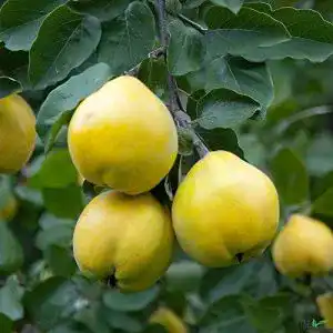 Quitten-Baum pille-baumschulen Apfelquitte 120-150 cm