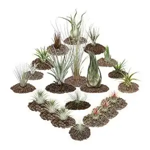Tillandsien exotenherz, 20er Set inklusive 3 XXL Tillandsia