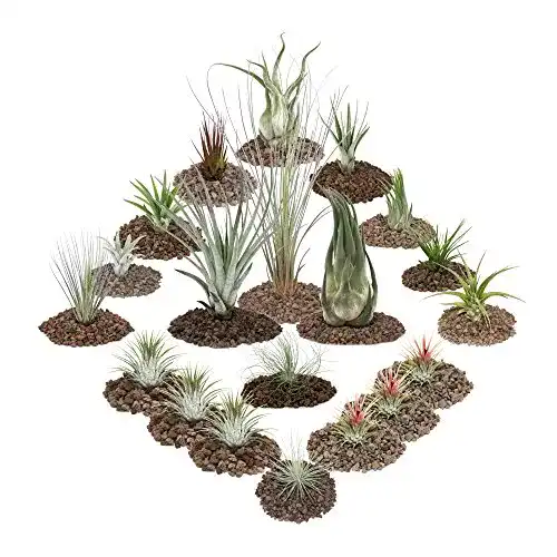 Tillandsien exotenherz, 20er Set inklusive 3 XXL Tillandsia