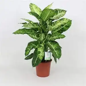 Dieffenbachia Blumen Senf Dieffenbachie Mars 60-70 cm