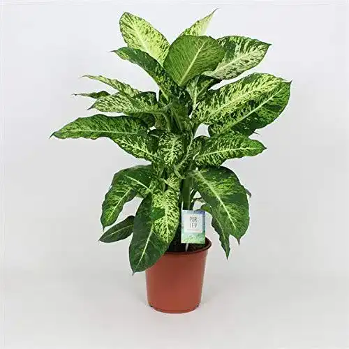 Dieffenbachia Blumen Senf Dieffenbachie Mars 60-70 cm