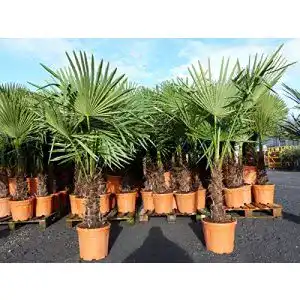Palme gruenwaren jakubik XXL winterhart 140-170 cm
