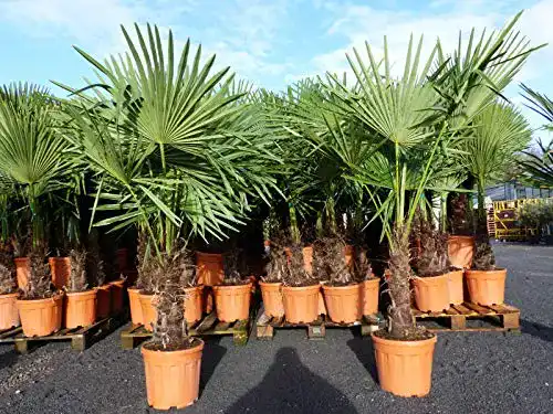 Palme gruenwaren jakubik XXL winterhart 140-170 cm