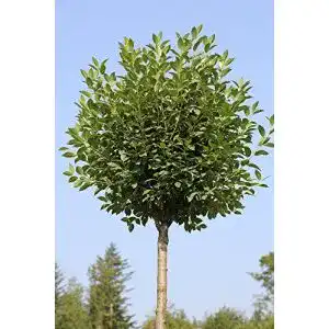 Kugelbaum Pflanzen Böring Kugelkirsche, Höhe: 180-190 cm
