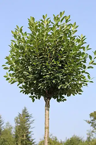 Kugelbaum Pflanzen Böring Kugelkirsche, Höhe: 180-190 cm