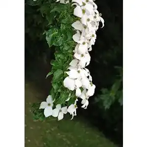 Blumen-Hartriegel Mueller Muenchehof Pflanzen GmbH Chinesisch