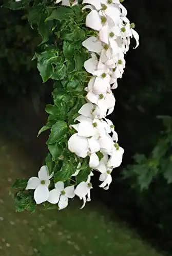 Die beste Blumen-Hartriegel Mueller Muenchehof Pflanzen GmbH Chinesisch 2026 Test Bestseller Blumen-Hartriegel Mueller Muenchehof Pflanzen GmbH Chinesisch