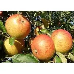 Apfelbaum Cox Orange Pflanzen Für Dich Terassenobstbaum