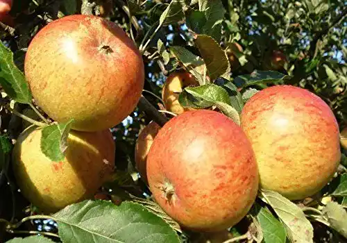 Apfelbaum Cox Orange Pflanzen Für Dich Terassenobstbaum