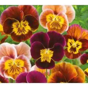 Hornveilchen-Samen Seeds & Plants Shop by Ipsa Stk – 110x