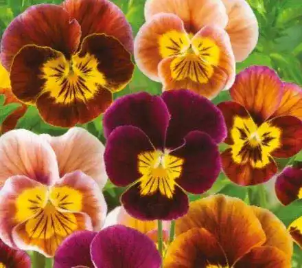 Hornveilchen-Samen Seeds & Plants Shop by Ipsa Stk – 110x