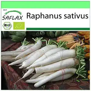 Daikon-Rettich Saflax – BIO – Rettich – Japanischer Daikon