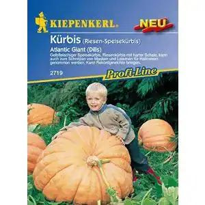 Kürbis-Samen Kiepenkerl, Kürbis Atlantic Giant
