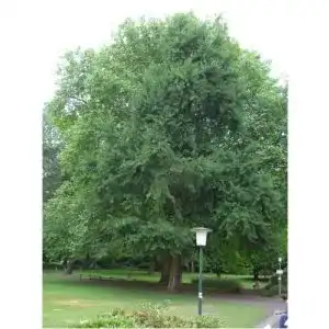 Ginkgo-Samen Seedeo Ginkgo (Ginkgo biloba) 6 Samen