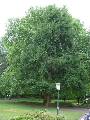 Ginkgo-Samen Seedeo Ginkgo (Ginkgo biloba) 6 Samen