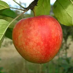 Apfelbaum Cox Orange PlantaPro LH 130-150 cm, Äpfel gelb