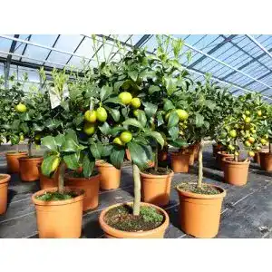 Orangenbaum gruenwaren jakubik Kumquat Zwergorange