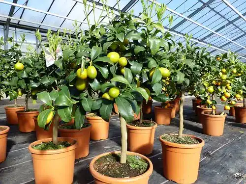 Orangenbaum gruenwaren jakubik Kumquat Zwergorange