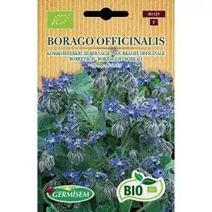 Borretsch-Samen Germisem Borretsch BORAGO OFFICINALIS