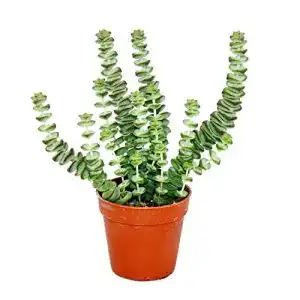 Crassula exotenherz, Sukkulente, Hottentot, Felsen-Dickblatt