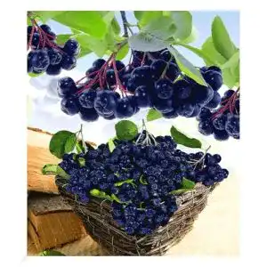 Aroniabeeren-Pflanze BALDUR Garten Vitaminbeere Apfelbeere