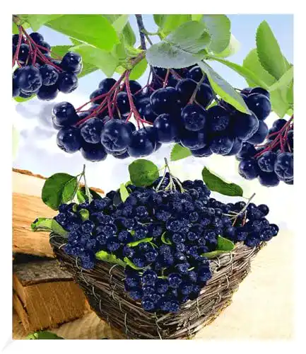 Aroniabeeren-Pflanze BALDUR Garten Vitaminbeere Apfelbeere