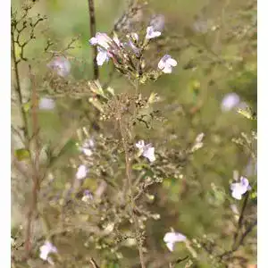 Bergminze Baumschule Kleinblättrige Alba Calamintha nepeta