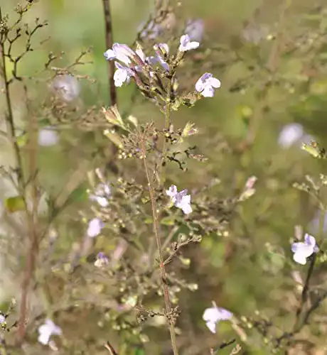 Bergminze Baumschule Kleinblättrige Alba Calamintha nepeta