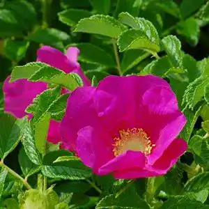 Kartoffelrose Müllers Grüner Garten Shop, Apfelrose Rosa rugosa