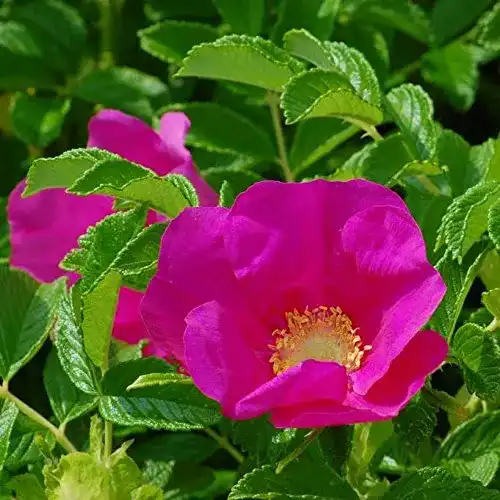 Kartoffelrose Müllers Grüner Garten Shop, Apfelrose Rosa rugosa