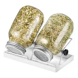 Sprossengläser ecooe Sprossen Keimglas 2er Set mit Wasserschale