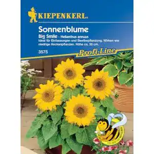 Sonnenblumen-Samen Kiepenkerl Helianthus annuus, niedrig