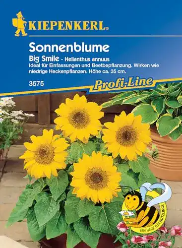 Sonnenblumen-Samen Kiepenkerl Helianthus annuus, niedrig