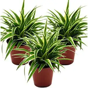 Grünlilie unsere-gaertnerei-mueller (Chlorophytum comosum)